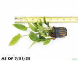 Anubias Gigantea (the Ultimate Anubias)