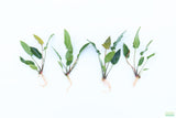 Anubias Gigantea_BARE ROOT_Aquarium plant for sale
