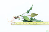 Anubias Gigantea_BARE ROOT_Aquarium plant for sale