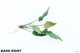 Anubias Gigantea_BARE ROOT_Aquarium plant for sale