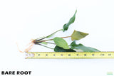 Anubias Gigantea_BARE ROOT_Aquarium plant for sale