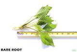 Anubias Heterophylla_BARE ROOT_Aquarium Plant For Sale