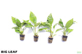 Anubias Heterophylla_Big Leaf_Aquarium Plant for sale