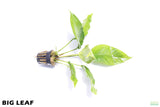Anubias Heterophylla_Big Leaf_Aquarium Plant for sale