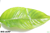 Anubias Heterophylla_Big Leaf_Aquarium Plant for sale
