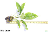 Anubias Heterophylla_Big Leaf_Aquarium Plant for sale