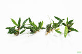 Anubias Minima Variegated_Aquarium plant for sale