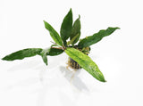 Anubias Minima Variegated_Aquarium plant for sale