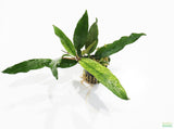 Anubias Minima Variegated_Aquarium plant for sale