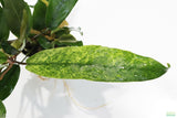 Anubias Minima Variegated_Aquarium plant for sale
