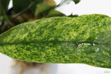 Anubias Minima Variegated_Aquarium plant for sale