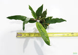 Anubias Minima Variegated_Aquarium plant for sale