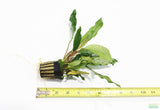 Anubias Minima Variegated_Aquarium plant for sale