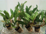 Anubias Minima Variegated_Aquarium plant for sale