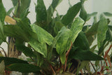 Anubias Minima Variegated_Aquarium plant for sale