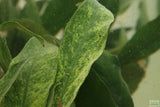 Anubias Minima Variegated_Aquarium plant for sale
