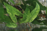 Anubias Minima Variegated_Aquarium plant for sale