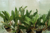 Anubias Minima Variegated_Aquarium plant for sale