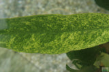 Anubias Minima Variegated_Aquarium plant for sale