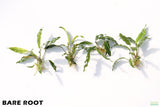 Anubias Minima Variegated_BARE ROOT_Wow Anubias_Aquarium Plant for sale