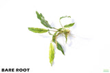 Anubias Minima Variegated_BARE ROOT_Wow Anubias_Aquarium Plant for sale
