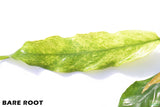 Anubias Minima Variegated_BARE ROOT_Wow Anubias_Aquarium Plant for sale