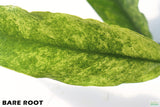 Anubias Minima Variegated_BARE ROOT_Wow Anubias_Aquarium Plant for sale