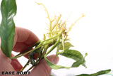 Anubias Minima Variegated_BARE ROOT_Wow Anubias_Aquarium Plant for sale