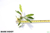 Anubias Minima Variegated_BARE ROOT_Wow Anubias_Aquarium Plant for sale
