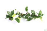 Anubias Nana Long Leaf_Aquarium Plant For Sale