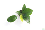 Anubias Nana Long Leaf_Aquarium Plant For Sale