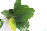 Anubias Nana Long Leaf_Aquarium Plant For Sale