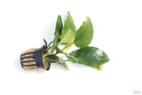 Anubias Nana Long Leaf_Aquarium Plant For Sale