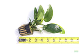 Anubias Nana Long Leaf_Aquarium Plant For Sale