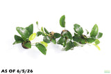 Anubias Nana Long Leaf_Aquarium Plant For Sale