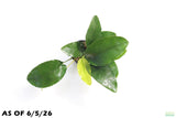 Anubias Nana Long Leaf_Aquarium Plant For Sale
