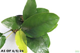 Anubias Nana Long Leaf_Aquarium Plant For Sale
