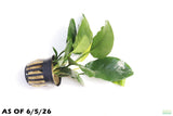 Anubias Nana Long Leaf_Aquarium Plant For Sale