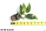 Anubias Nana Long Leaf_Aquarium Plant For Sale