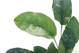 Anubias Nana Long_Aquarium Plant For Sale