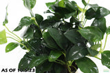 Anubias Nana Petite XL Bare Root_Aquarium Plant For Sale