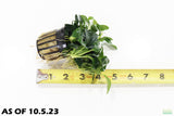 Anubias Nana Petite XL Bare Root_Aquarium Plant For Sale