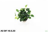 Anubias Nana Petite XL Bare Root_Aquarium Plant For Sale