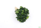 Anubias Nana Petite XL Bare Root_Aquarium Plant For Sale