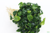 Anubias Nana Petite XL Bare Root_Aquarium Plant For Sale