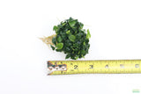 Anubias Nana Petite XL Bare Root_Aquarium Plant For Sale