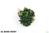 Anubias Nana Petite XL Bare Root_Aquarium Plant For Sale