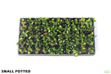 Anubias Nana Petite_Small Potted_Aquarium plant for sale