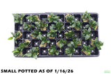 Anubias Nana_Small Potted_Aquarium Plant For Sale_WITH TEXT