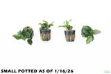Anubias Nana_Small Potted_Aquarium Plant For Sale_WITH TEXT
